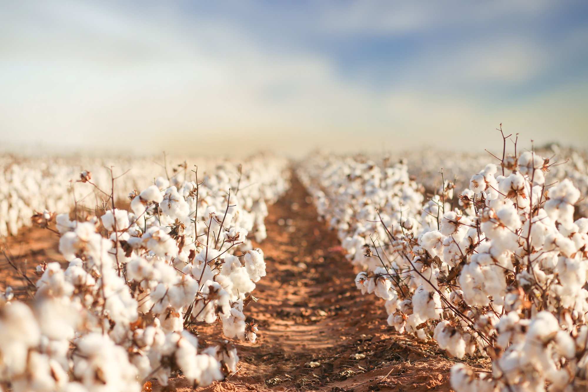cotton cotton
